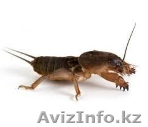 Продам сушеную медведку  #1126975