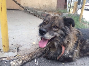 Ищем хозяина! Хозяин отзовись #1132853