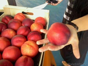 нектарин из Испании #1129254