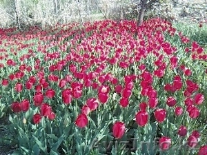 луковицы тюльпанов... #1137820