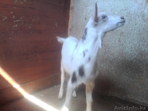 козлик 4 мес. зааненский, ухоженый #1132024