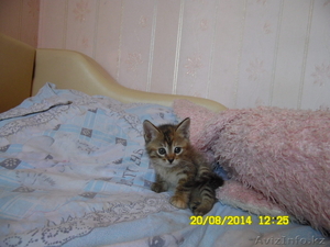 Отдам котят в добрые и заботливые руки #1135322