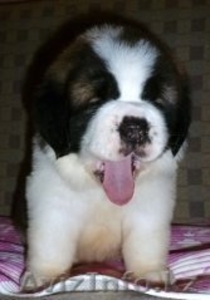 Продам щенков сенбернара #1127954