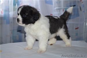 Продам щенка сенбернара #1130278