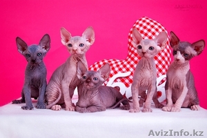 Зайки канадский сфинкс.Доставка в любой город. #1130762