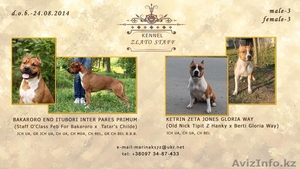 Продажа щенков АСТ #1142533