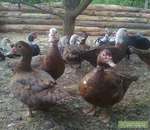 Мускусные утки (индоутки) продам или обменяю #1152028