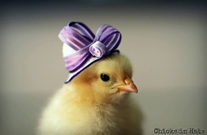 продам цыплятперепелов кур утят разных пород на заказ, услуги инкубатора,  пищевые #1150333