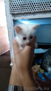 Милые котята ищут хозяев #1146565