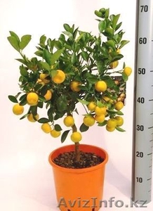 Интернет-магазин