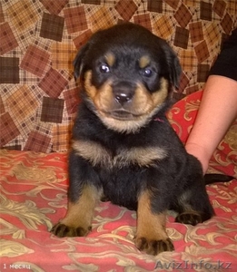 Породные щенки ротвейлера дорого #1152825