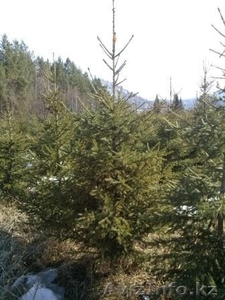 Саженцы ЕЛЬ с комом #1149017