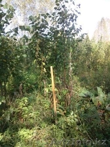 Саженцы ЛИПЫ с комом #1149028