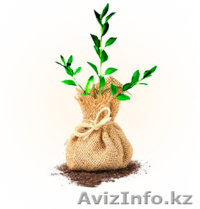 Реализация саженцев фруктовых деревьев #1152696