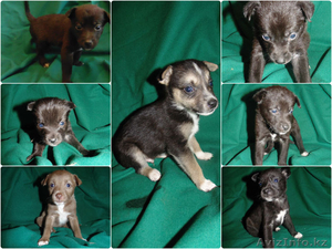 Отдам Очаровательных Шинков #1149517