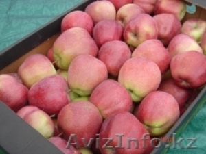 ЯБЛОКИ от польского производителя, Skype:tatianapolishfruits #1144901