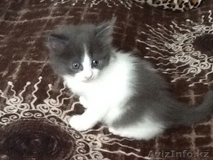 Отдам котят любящим людям из под мамы #1152863