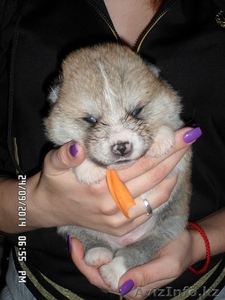 АКИТА-ину щенки #1153551