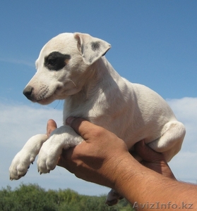Парсон рассел терьер .Первый помёт в KZ. #1133493