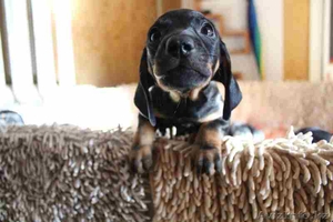 Продаются таксята...Такие очаровательные сладкие,  длинники... #1144389