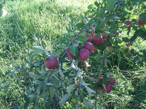 Саженцы плодовых деревьев Рассвет #1141059