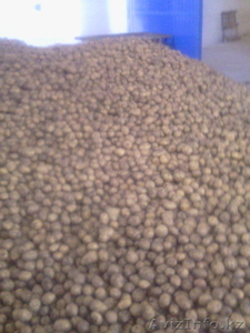 морковь,  капуста,  свекла #1144875