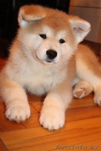 АКИТА-ину щенок (алиментный) #1153552