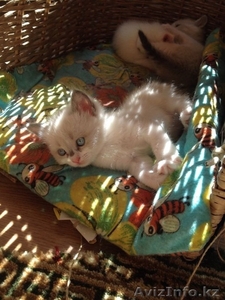 Милые пушистые котята #1151232