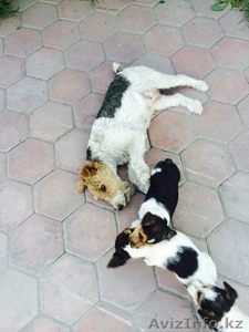 фоткстерьеры щенки #1142821