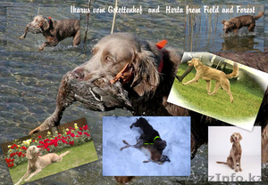 Длинношерстные Веймаранеры  #1146217