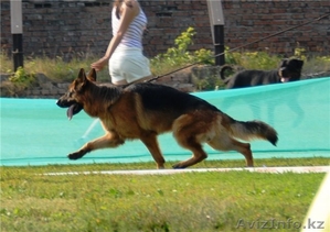 Щенки немецкой овчарки для выставок и разведения #1153775