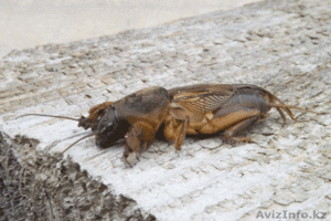 Сушенная медведка против туберкулеза #1142090