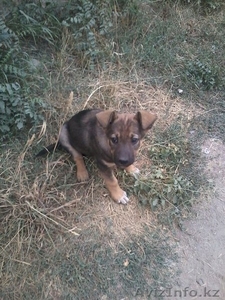 Отдам щенка в хорошие руки! #1144131