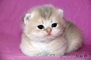 Питомник британских кошек #1156940