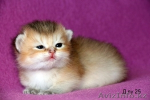 MIR-PROUN питомник кошек драгоценных окрасов #1156935