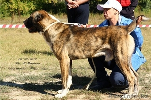 Продам. Щенки среднеазиатской овчарки. #1157117