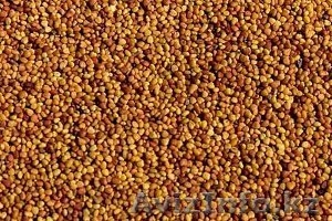 Семена клевер (3 т) #1168490