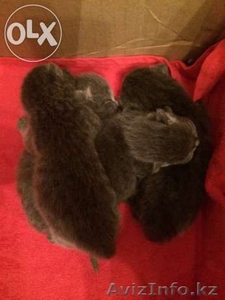 Британские короткошерстные #1164092