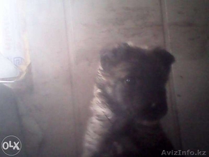 Щеночек ищет себе хозяев! #1164123