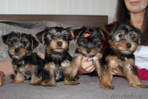  Чистокровные щенки йорка  #1163394