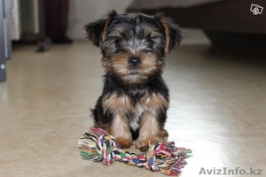 Йорики щенки мальчики и девочки #1163401
