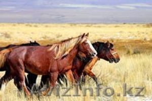 Лошади продажа в Павлодаре #1163274