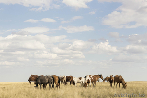 Крестьянское хозяйство вместе с оборудованием,  спецтехникой и скотом  #1165822