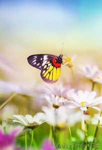 Мэри поппинс приглашает #1160144