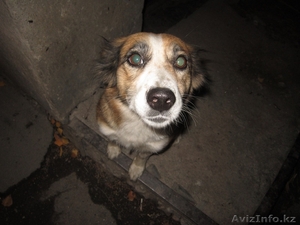 Отдам собаку в добрые,  хорошие руки! #1168524