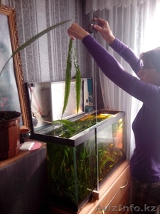 Криптокорина апоногетонолистная #1161932