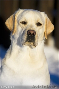 Шикарные лабрадорчики #1163296