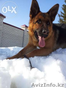 Продам. Щенки немецкой овчарки. #1155005