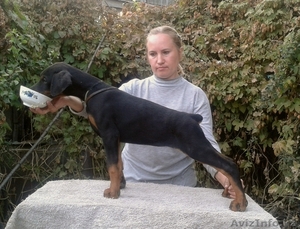 щенки добермана из питом Кипинг Квайт ФЦИ #1164190