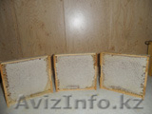 Сотовый мед ,  перга,  пыльца по оптовым ценам  #1157842